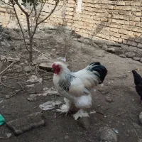 خروس برهما|حیوانات مزرعه|سرخنکلاته, |دیوار