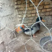 مرغ|حیوانات مزرعه|خرمشهر, |دیوار