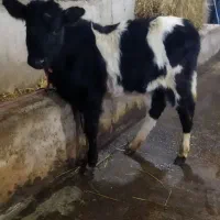 گوساله ماده گیل دورگ|حیوانات مزرعه|سیاهکل, |دیوار