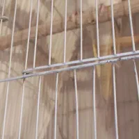 به علت جا به جایی|پرنده|الوند, |دیوار