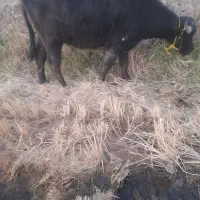 گاومیش شکم دوم با گوساله ماده گاپی مالی