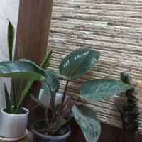 گلهای اپارتمانی