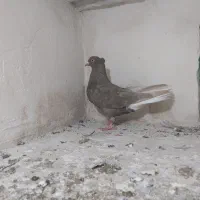 دم سفید  سرخ کرمونی ساده شیرازی ماده