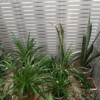 فروش گل|گل و گیاه طبیعی|اسدآباد, |دیوار