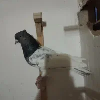 کله سبز|پرنده|مشهد, کوی المهدی|دیوار