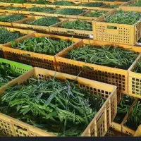 نیروی پاره وقت خانم