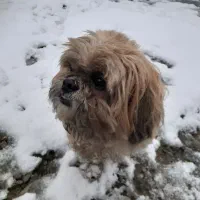 سگ شیتزو اصیل