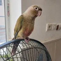 کوتوله گرینچیک دستی