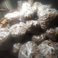 تامینوفروشکیویریز|خدمات باغبانی و درختکاری|لیسار, |دیوار