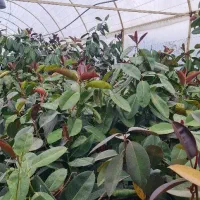 گل آپارتمانی فیکوس شفلرا بنجامین لیندا کردلین و..