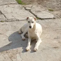 توله سگ ماده زیرقیمت