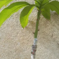 انبه ایرانی|خدمات باغبانی و درختکاری|میناب, |دیوار