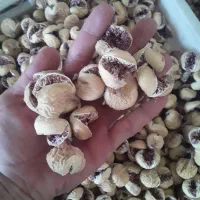 فروش عمده انجیر تازه و ارگانیک فارس|خوردنی و آشامیدنی|اهواز, پردیس|دیوار