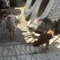 خروس گلین