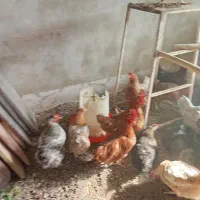 مرغ گلپایگانی تخم گذار