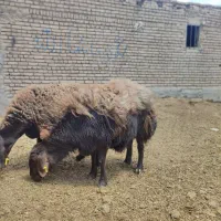 میش هترو قزل افشار