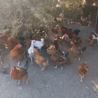 فروش ۷۰مرغ تخم گزارسالم وپر کارجاده چالوس|حیوانات مزرعه|آسارا, |دیوار