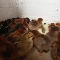 جوجه ۲۸ روزه گلپایگان