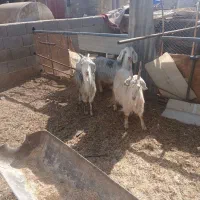 میش بره بز|حیوانات مزرعه|اصفهان, سرشبادران|دیوار