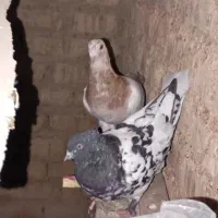 کفتر|پرنده|اهواز, باغ شیخ|دیوار