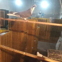 کبوتر پرسی|پرنده|قرچک, پویینک|دیوار