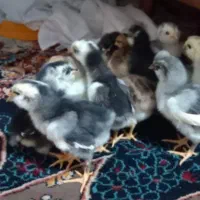 جوجه گلین با کیفیت . هر هفته موجوده .چناران