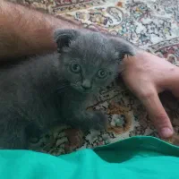 بچه گربه اسکاتیش