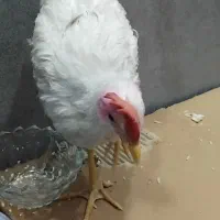 نیمچه خروس ۵ ماهه خانگی سالم و سرحال