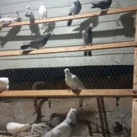 کبوتر ایرانی ۲۵ عدد|پرنده|اردبیل, |دیوار