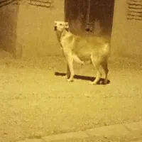 سگ ماده|سگ|چناران, |دیوار