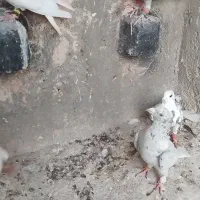 ۱۱ تا دونه ۲۰۰ دوتا هفت رنگ کاکولی ۸۰۰