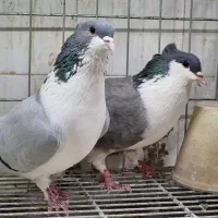 ۲۰ جفت دمگیر