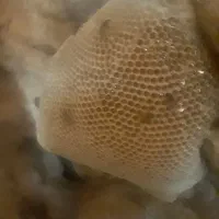 عسل کوهی
