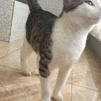 واگذاری گربه زیبا و بازی گوش|گربه|گرگان, |دیوار