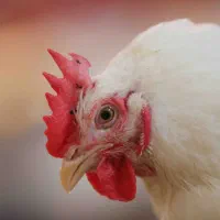 تعدادی نیروی کار ساده و تعدادی شیفت شب