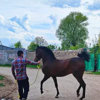 کره نریان دوساله نوه سهیل مریخ