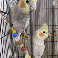 عروس هلندی