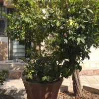 درخچه یاس هلندی