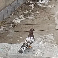 سینه نر|پرنده|شیروان (خراسان), |دیوار