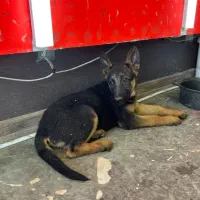 ژرمن ورک ماده