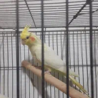 لوتینونرعروس هلندی