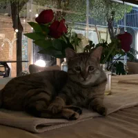 واگذاری گربه یکساله