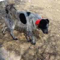 یک سگ خاسگری نر