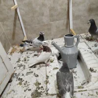 پرشی|پرنده|سبزوار, شرق کال جنوبی (شمس آبادی)|دیوار