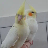 پرنده