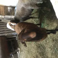 گوسفندهای افشار بروجرد|حیوانات مزرعه|قائمشهر, |دیوار