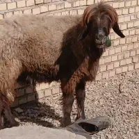 میش  /کوه /بره،