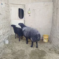 قوچ درجه یک سام  بره