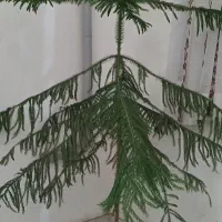 گل مطبق