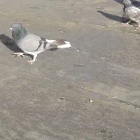 چنتا کبوتر خوب فروش یا معاوضه با دوتا نر سبز